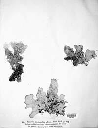 Lobarina scrobiculata image